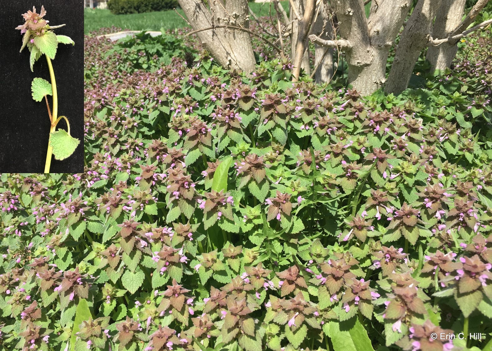 Purple deadnettle